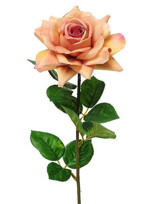 Hazy Days Rose Apricot 68Cm