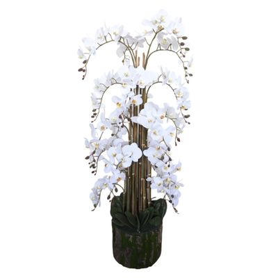 Orchid White H150cmxD33cm