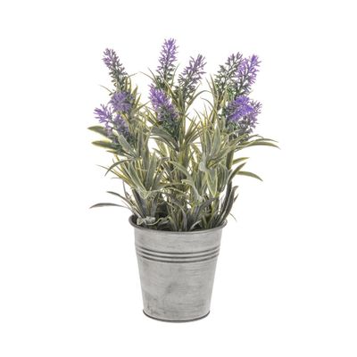 Potted Mini Lavender 31Cm