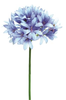 Agapanthus Blue 87Cm