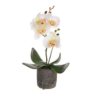 Potted Mini Orchid Cream