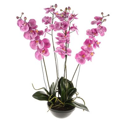 Potted Orchid Phalaenopsis Pink