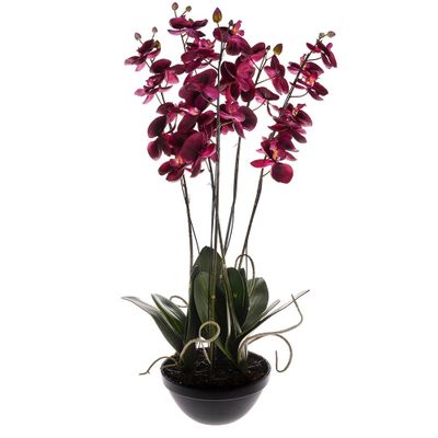 Potted Orchid Phalaenopsis Fushia