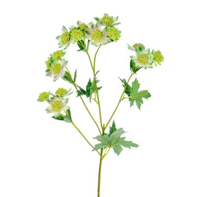 Meadow Astrantia Green 66Cm