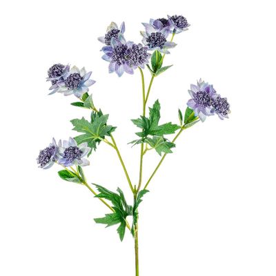 Meadow Astrantia Blue 66Cm