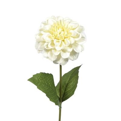 Zinnia Cream 46Cm