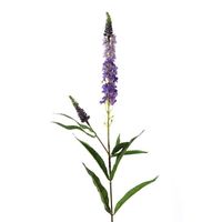 Amelia Veronica Lavender