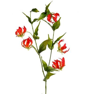 Gloriosa Orange