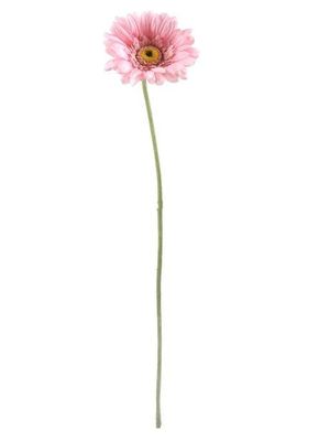 Gerbera Baby Pink