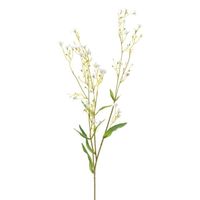 Gypsophila White