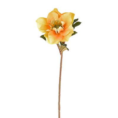 Hellebore Stem Yellow 49Cm