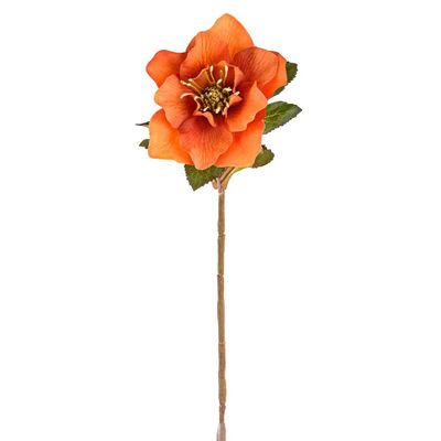 Hellebore Stem Orange 49Cm
