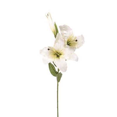 Cameo Casablanca Cream