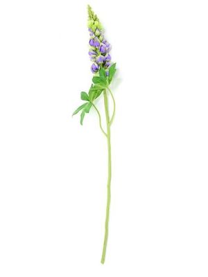 Lupin Lilac 81Cm