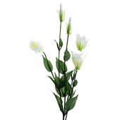 Lisianthus Spray X5 Ivory