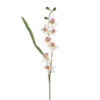 Orchid Mini White