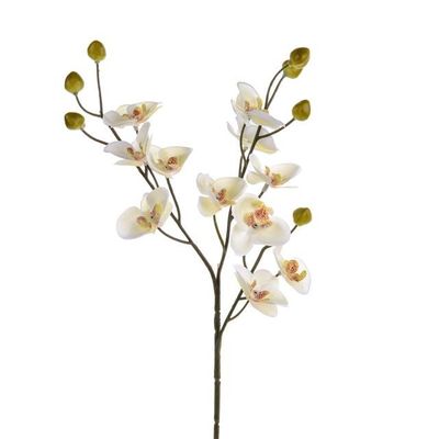Orchid Baby Cream