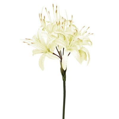 Nerine Cream 70Cm