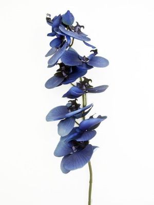 Blue Mood Dark Orchid 91Cm