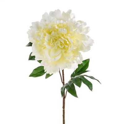 Peony Extra Lge Cream