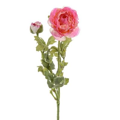Ranunculus Cream/Purple