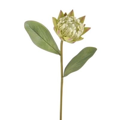 Protea Green 57Cm