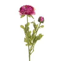 Ranunculus Purple/Green