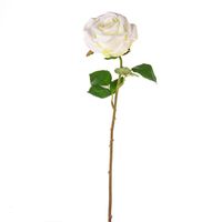 Fiesta Rose Cream 47Cm