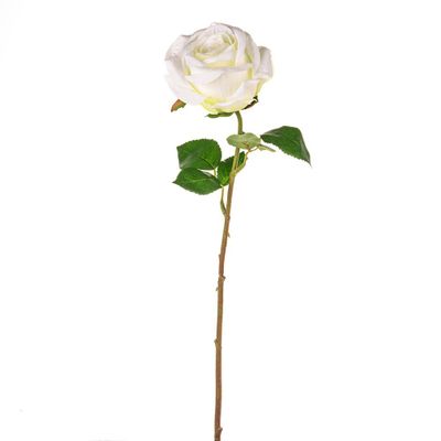 Fiesta Rose Cream 47Cm