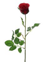 Precious Rose Bud Red
