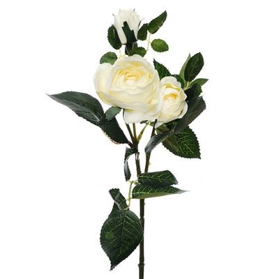 Prize Rose Spray Cream