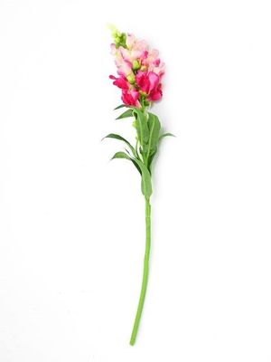 Snapdragon Pink 59Cm