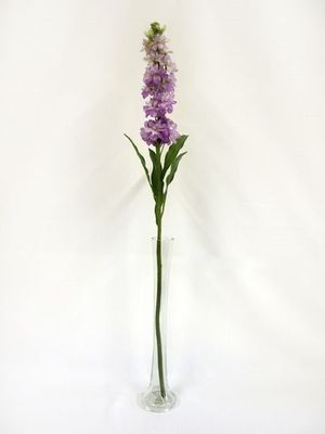 Stocks Lavender