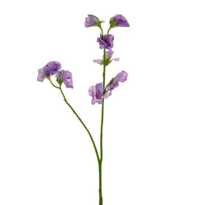 Sweetpea Stem Lilac