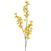 Forsythia