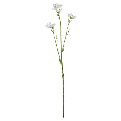 Belemcanda Chinensis Spray - 60cm