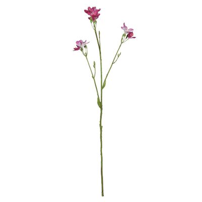 Belemcanda Chinensis Spray - Purple - 60cm