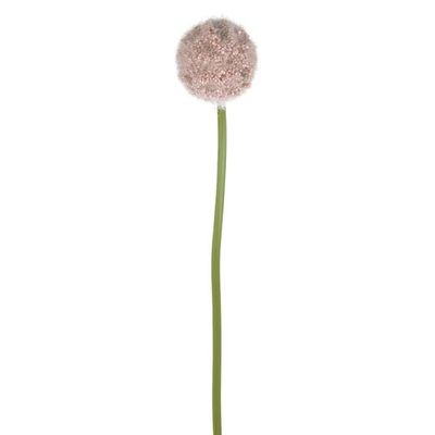 Romance Allium Pink 57Cm