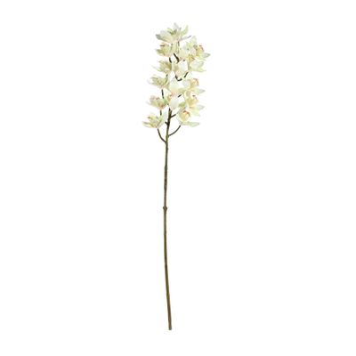 Cymbidium Spray Cream - 80cm