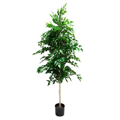 Silver Birch Tree Potted - 1960 Lvs White Skin Trunk - 6Ft