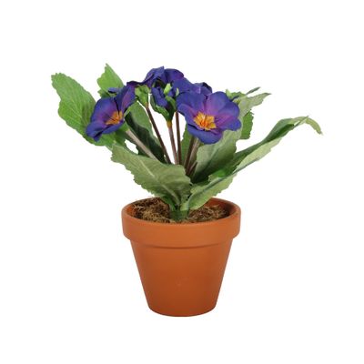 Small Primula Bush in Terracotta Pot 8.5cm - Deep Purple