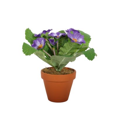 Small Primula Bush in Terracotta Pot 8.5cm - Purple