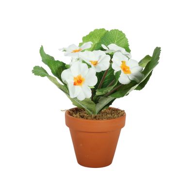 Small Primula Bush in Terracotta Pot 8.5cm - White