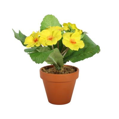 Small Primula Bush in Terracotta Pot 8.5cm - Yellow