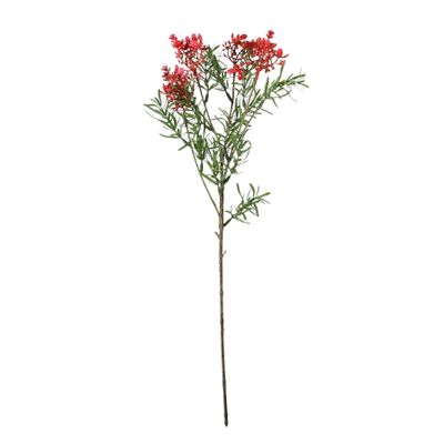 Essential Broom Bloom - Pink