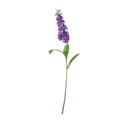 Garden Stock Flower - Lavender