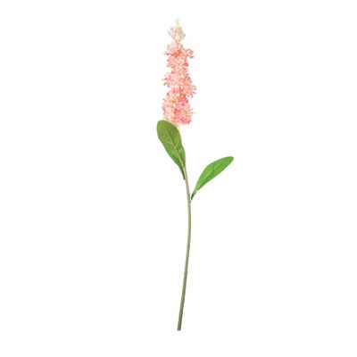 Garden Stock Flower - Coral