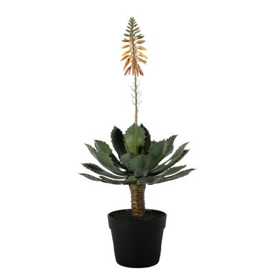 Botanica Flowering Succulent in pot - 63cm 