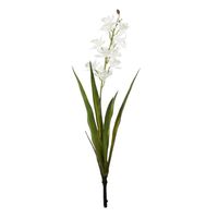 Botanica - Mini Cymbidium Plant - White - 45cm