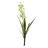 Botanica - Mini Cymbidium Plant - Green - 45cm